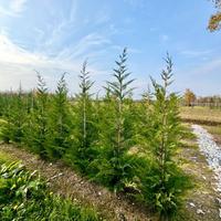 Cupressocyparis leylandii