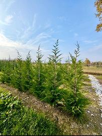 Cupressocyparis leylandii