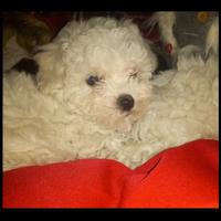 Maltipoo toy