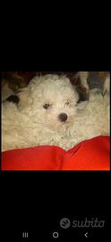 Maltipoo toy