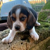 Meravigliosi beagle