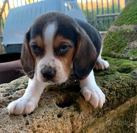 Meravigliosi beagle