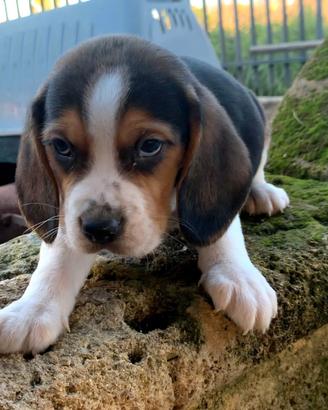Meravigliosi beagle