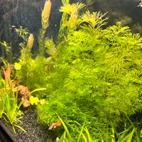 Piante facili acquario