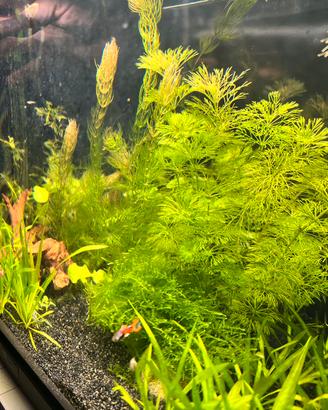 Piante facili acquario