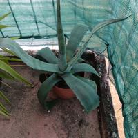 Pianta Agave