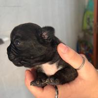 Bulldog francese