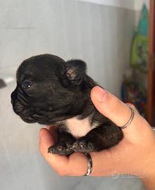 Bulldog francese