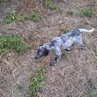 Setter