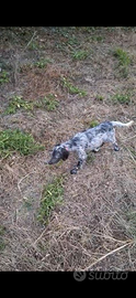 Setter