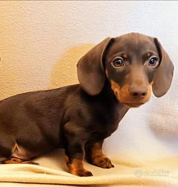 Cucciolo di bassotto con Pedigree ENCI/FCI