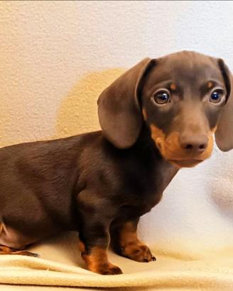 Cucciolo di bassotto con Pedigree ENCI/FCI