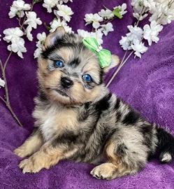 Yorkshire Terrier maschio occhi azzurri