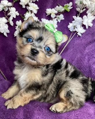 Yorkshire Terrier maschio occhi azzurri