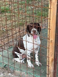 Springer spaniel inglese