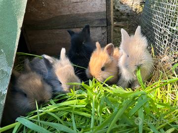 Conigli nani testa di leone