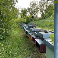 Api: nuclei, sciami e arnie