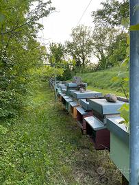 Api: nuclei, sciami e arnie