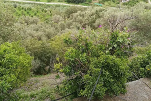 Terreno contrada Isola Montagnareale (ME)