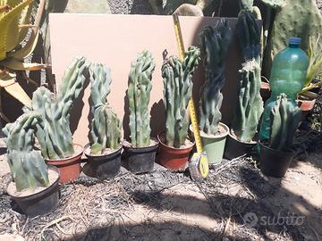 piante cactus 