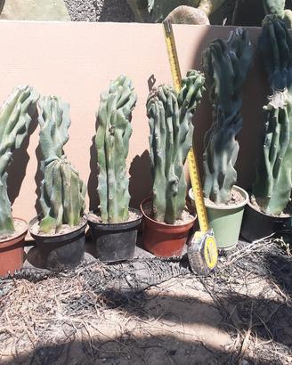 piante cactus 