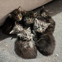 Cuccioli Maine Coon xxl