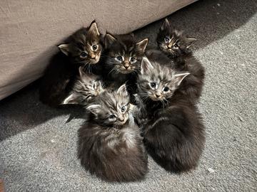 Cuccioli Maine Coon xxl