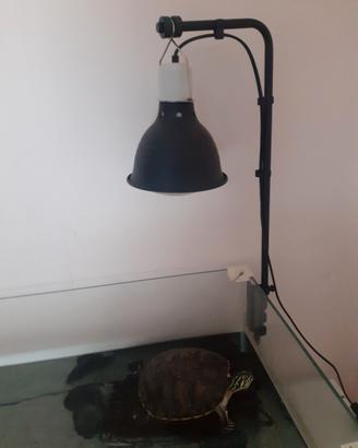 Tartarughe acquatiche