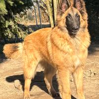 Cucciolone di Pastore belga tervueren