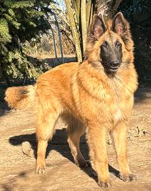 Cucciolone di Pastore belga tervueren