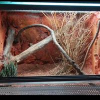 Terrario 40x35x35