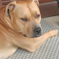 Pitbull