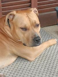 Pitbull