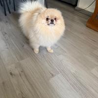 Accoppiamento volpino di Pomerania
