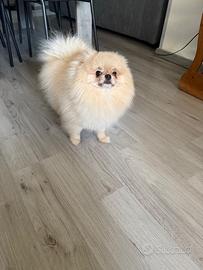 Accoppiamento volpino di Pomerania