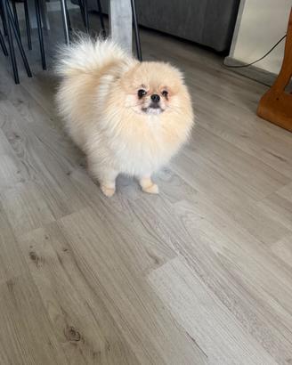 Accoppiamento volpino di Pomerania