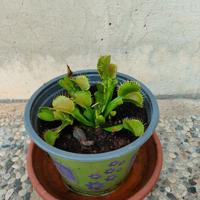 Piante carnivore