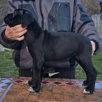 Cuccioli Cane Corso
