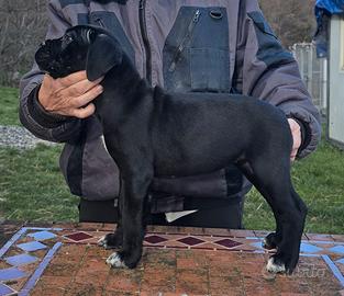 Cuccioli Cane Corso