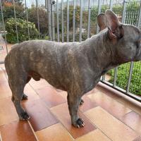 Bulldog francese Lilac per monta