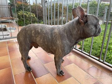 Bulldog francese Lilac per monta