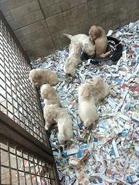 Maltipoo italiani ultimi cuccioli