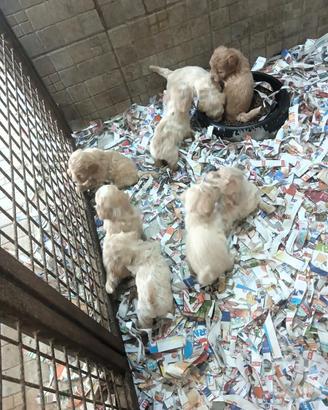 Maltipoo italiani ultimi cuccioli