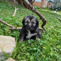 Cuccioli Meticci