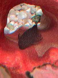 Ancystrus