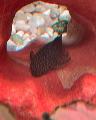 Ancystrus
