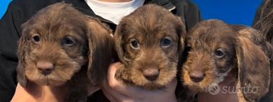 Bassotti a pelo duro color cioccolato