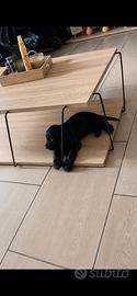 Cocker spaniel inglese