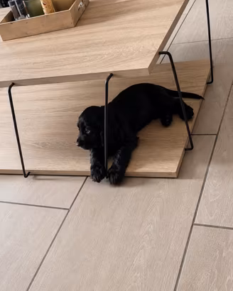 Cocker spaniel inglese