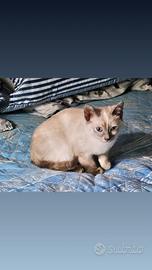 Gattina siamese